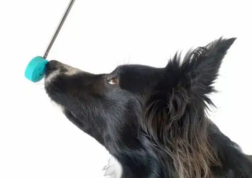 Targetstick Melli4Dogs mit Hund Ayden